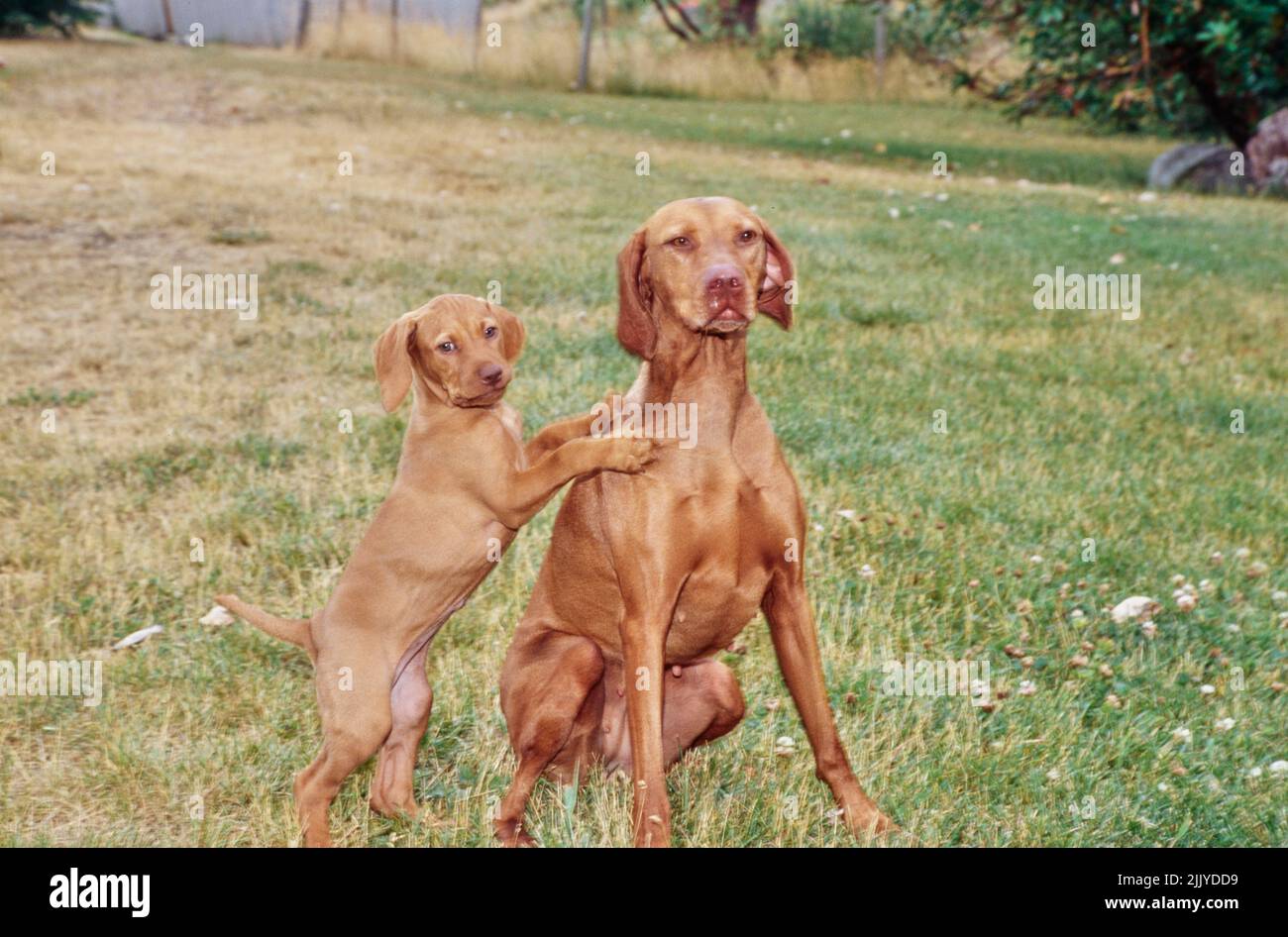 are two vizslas better than one