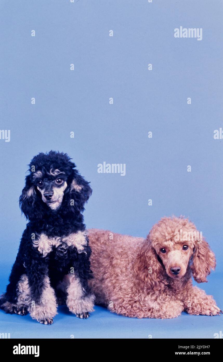 Two Toy Poodles on blue background Stock Photo - Alamy