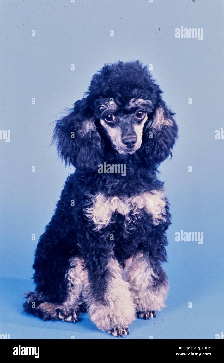 Blue sales teacup poodle