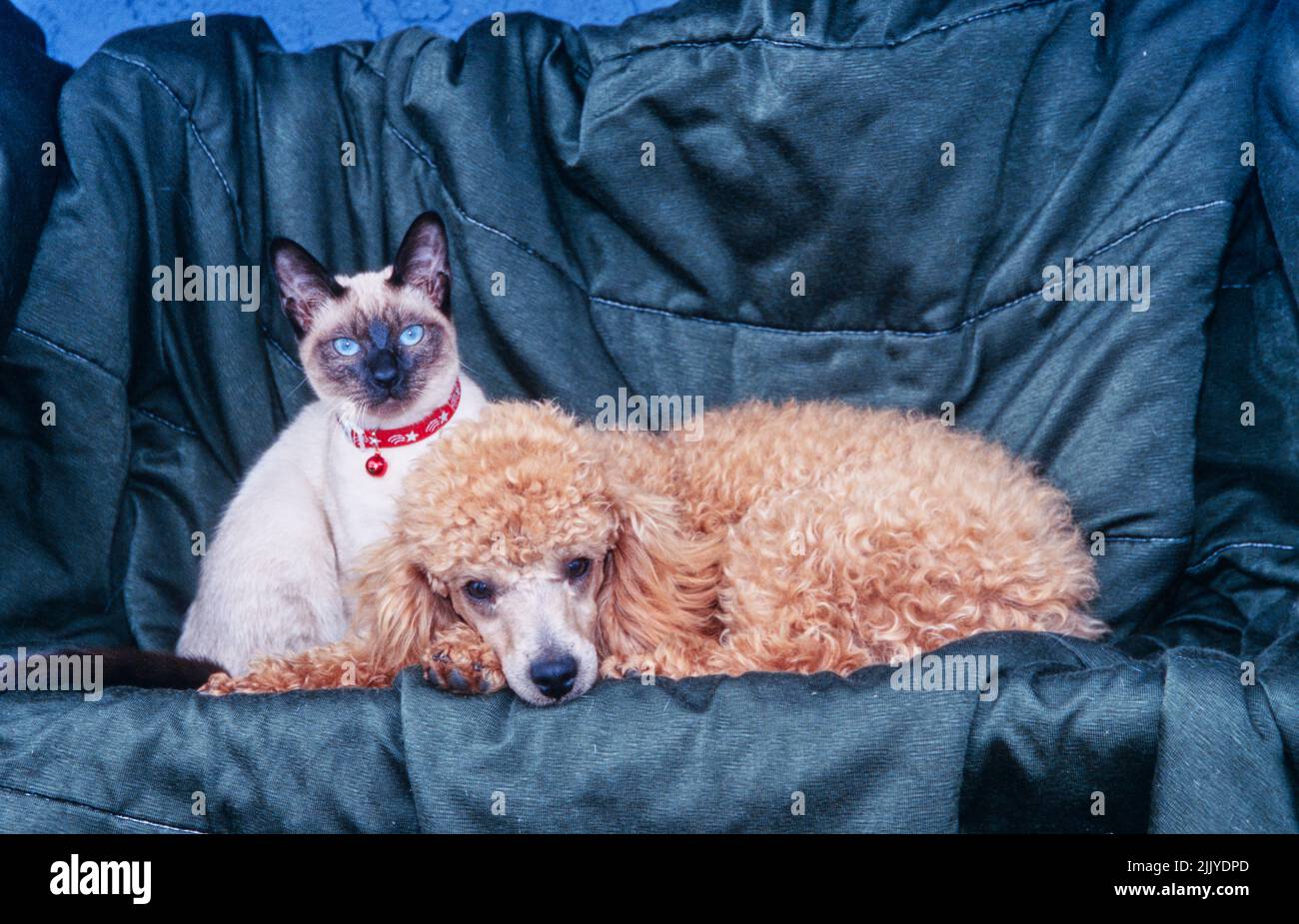 Toy poodle sale and cats