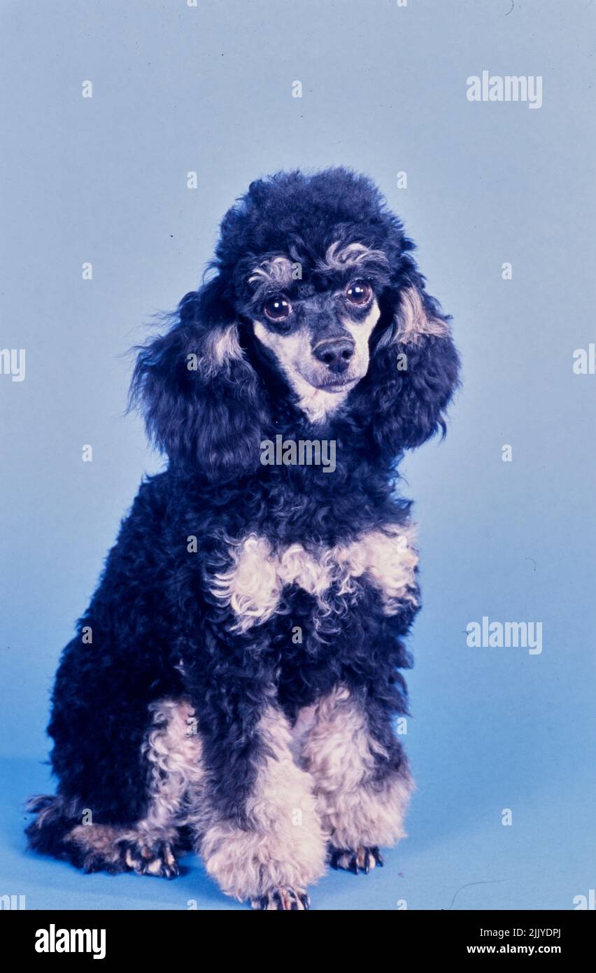 Toy Poodle on blue grey background Stock Photo