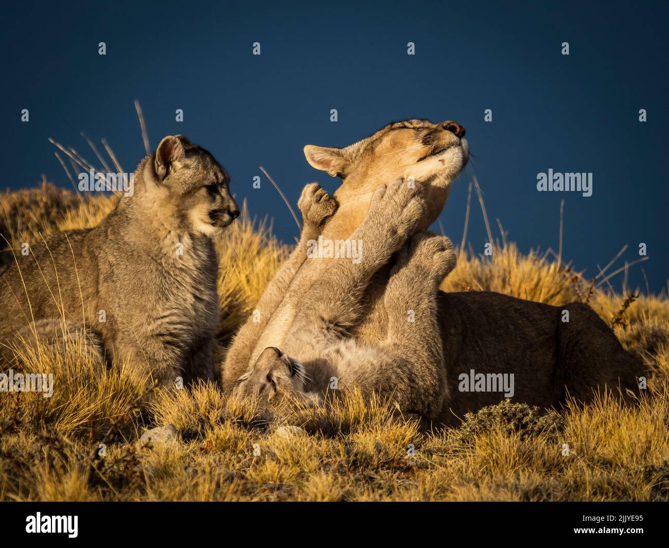 Play time, Pumas (Puma concolor), Torres del Paine National Park, Patagonia, Chile Stock Photo