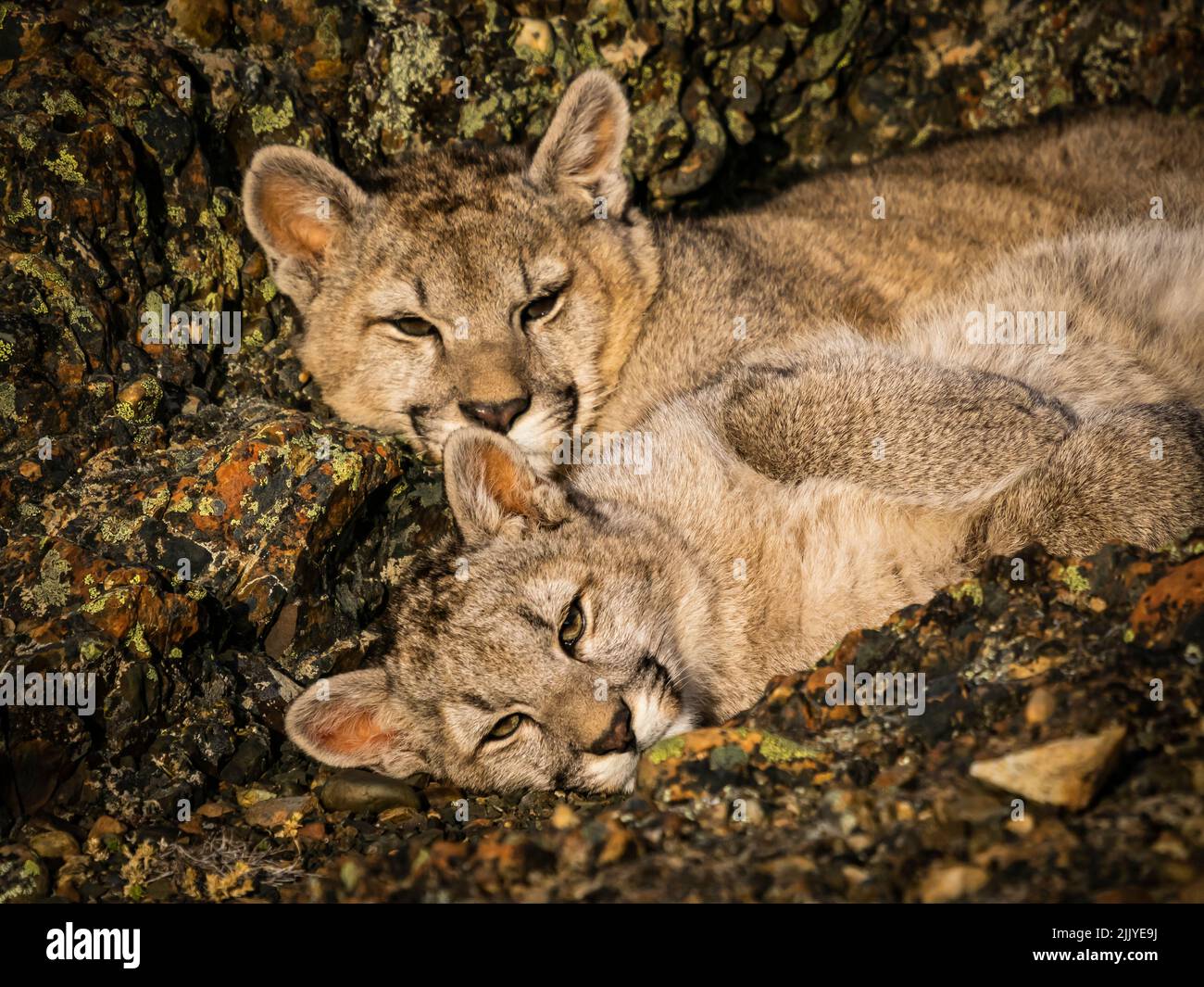 Puma bridger cat outlet
