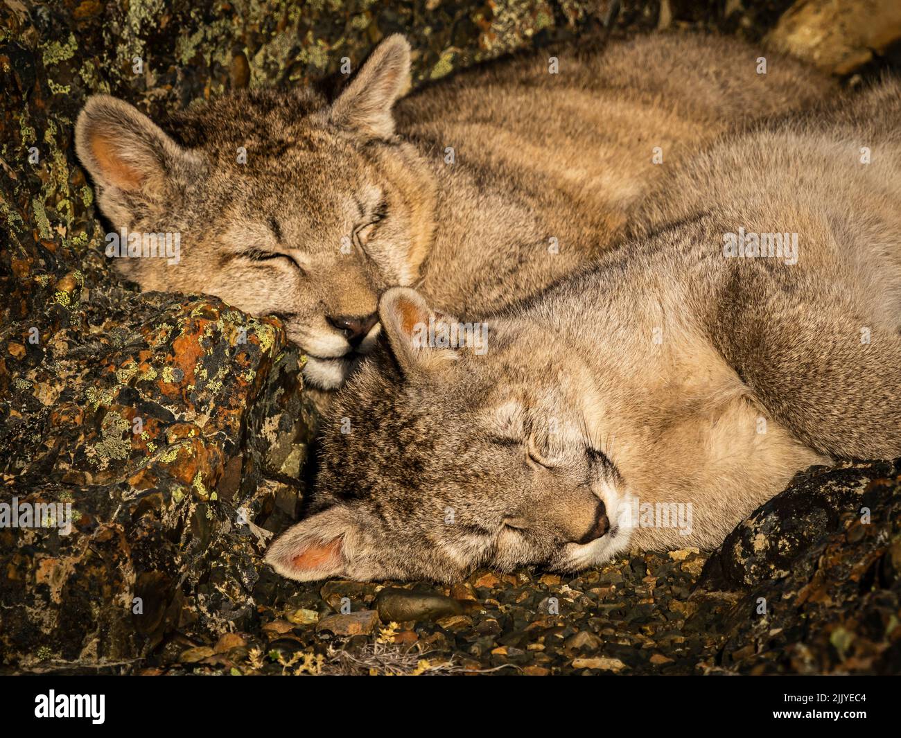 Puma kittens hi-res stock photography and images - Alamy