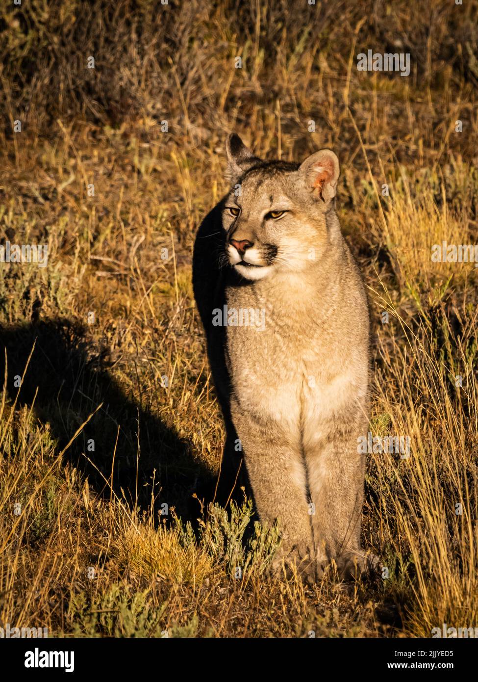 6 month shop old puma