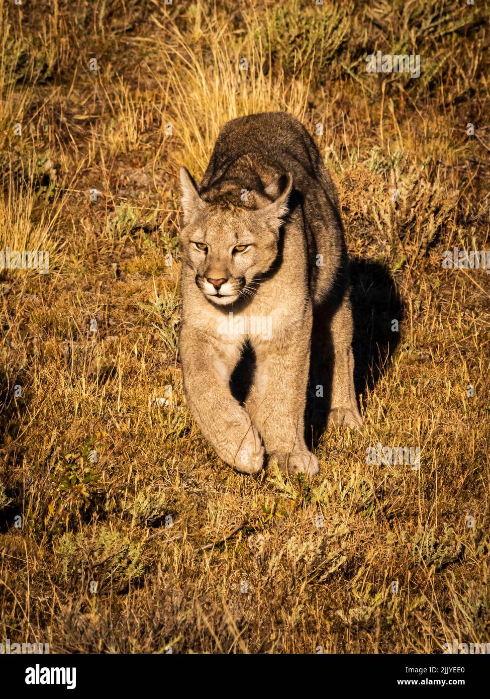 6 month old puma hotsell