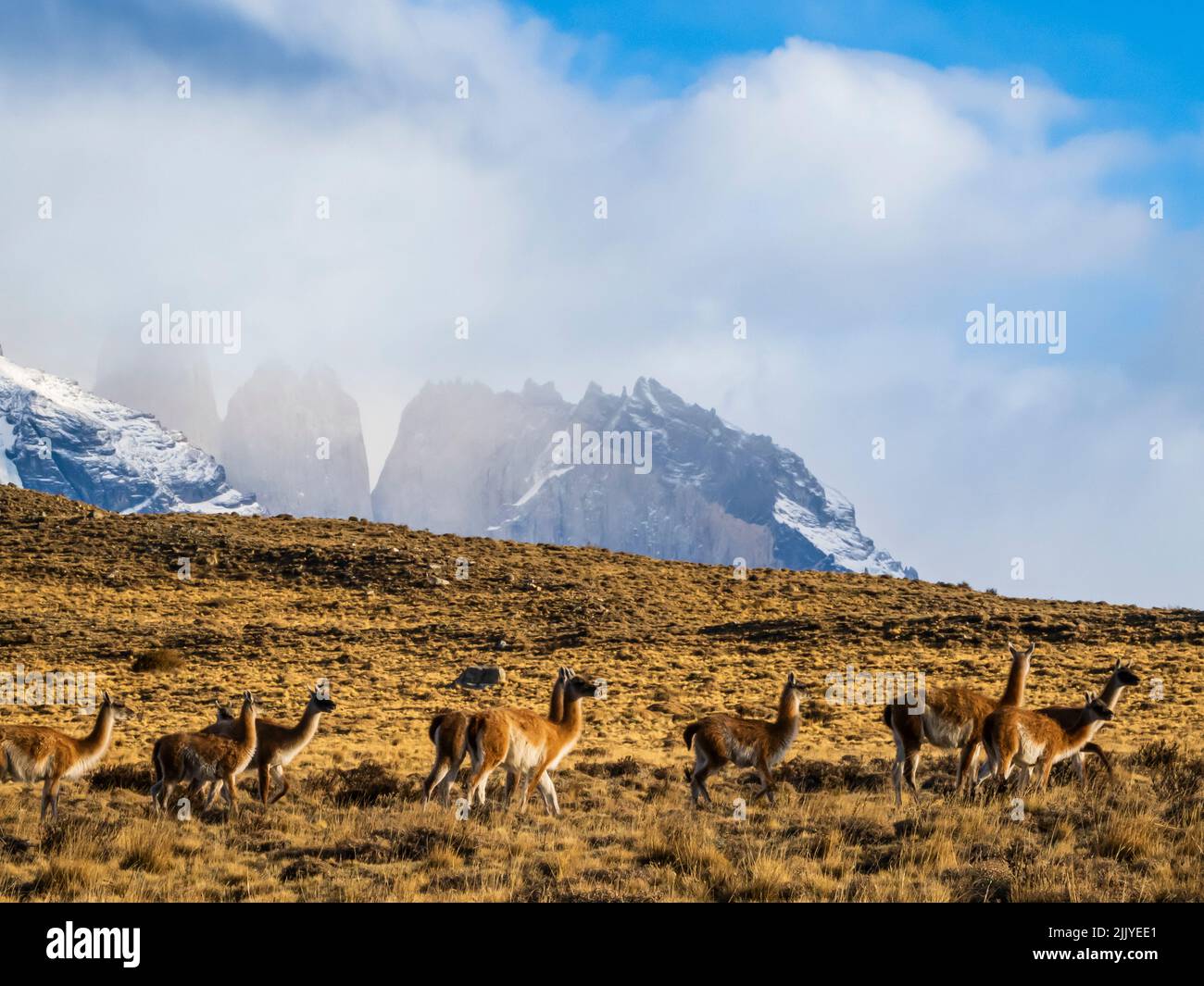 Guanacos (Lama guanicoe), Torres del Paine National Park, Patagonia, Chile Stock Photo