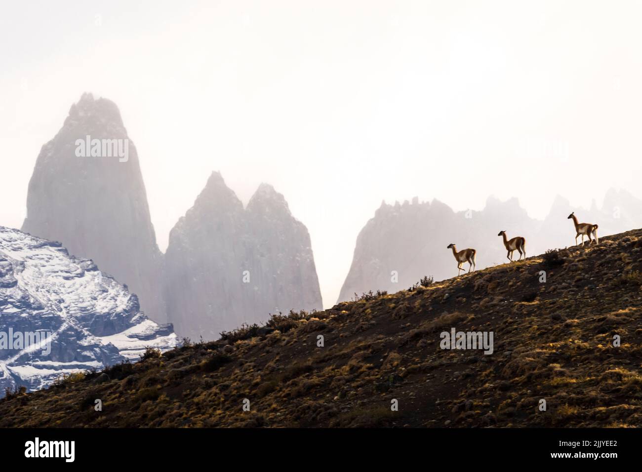 Winter scene, Guanacos (Lama guanicoe) and the towers, Torres del Paine National Park, Patagonia, Chile Stock Photo