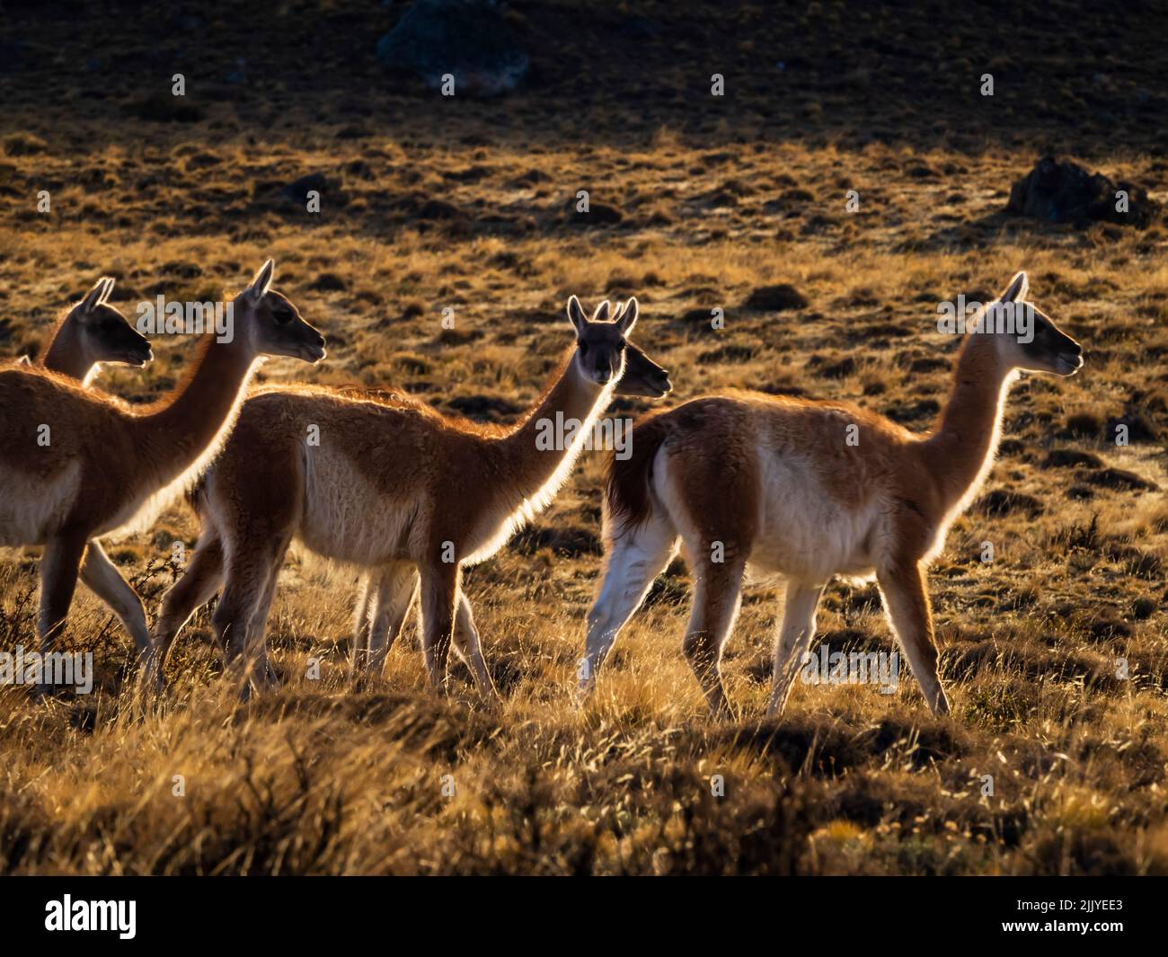 Guanacos (Lama guanicoe), Torres del Paine National Park, Patagonia, Chile Stock Photo