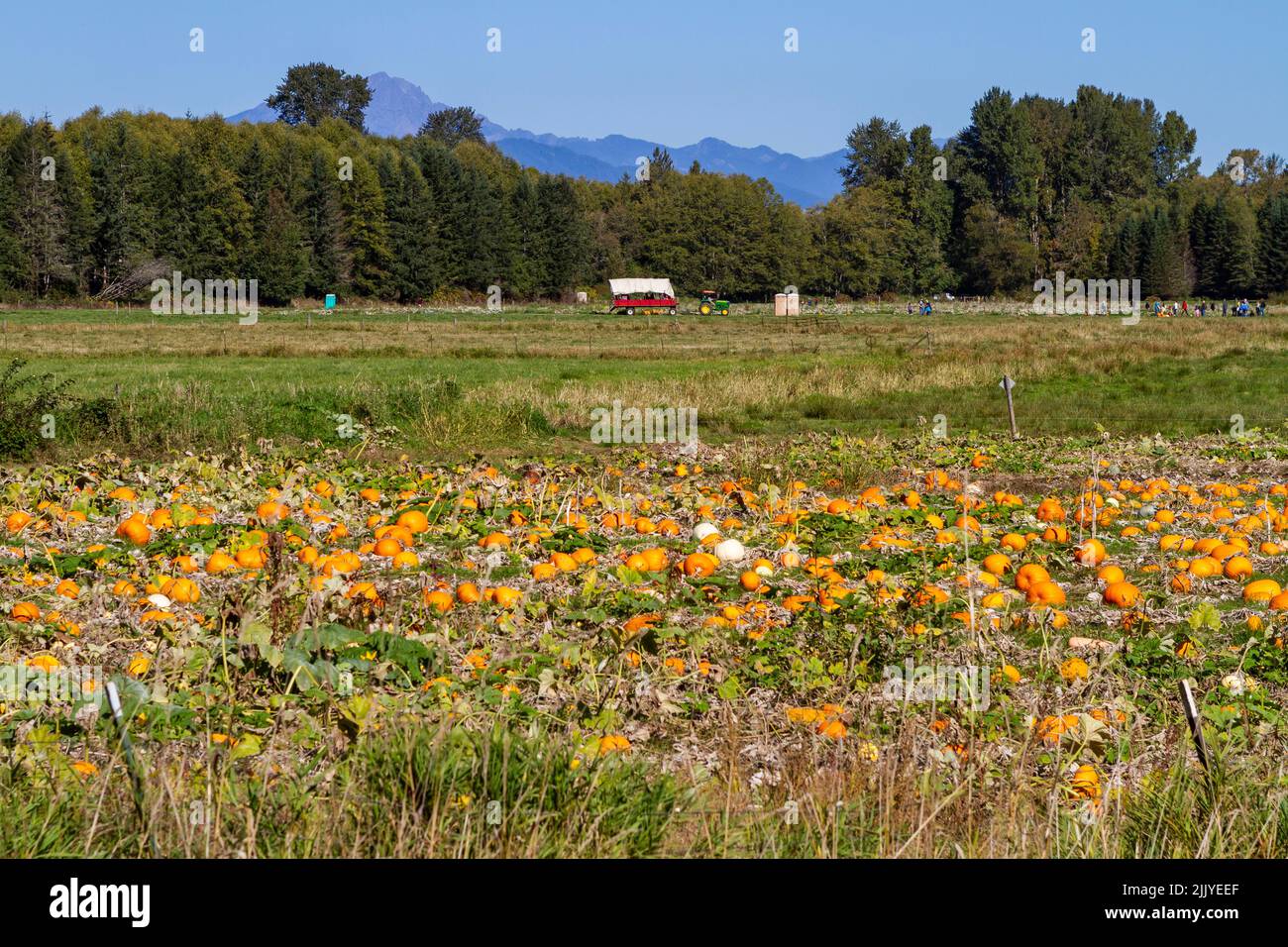 A pumpkin patch at a local western Washington (USA) farm is a popular place for families with children to visit on a sunny day in October. Stock Photo