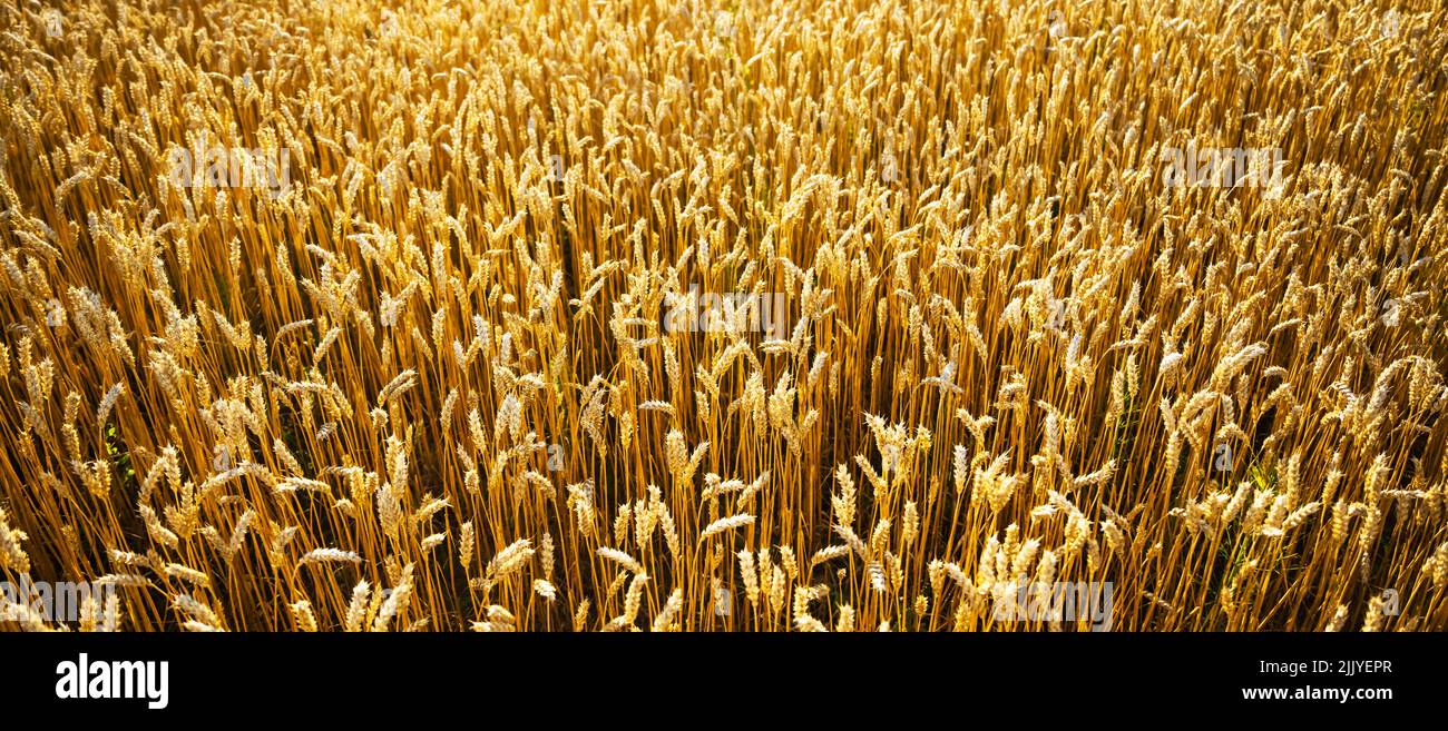 Ripe wheat spikelets on golden field glowing by the orange sunset light. Industrial and nature background. Ukraine, Europe Stock Photo