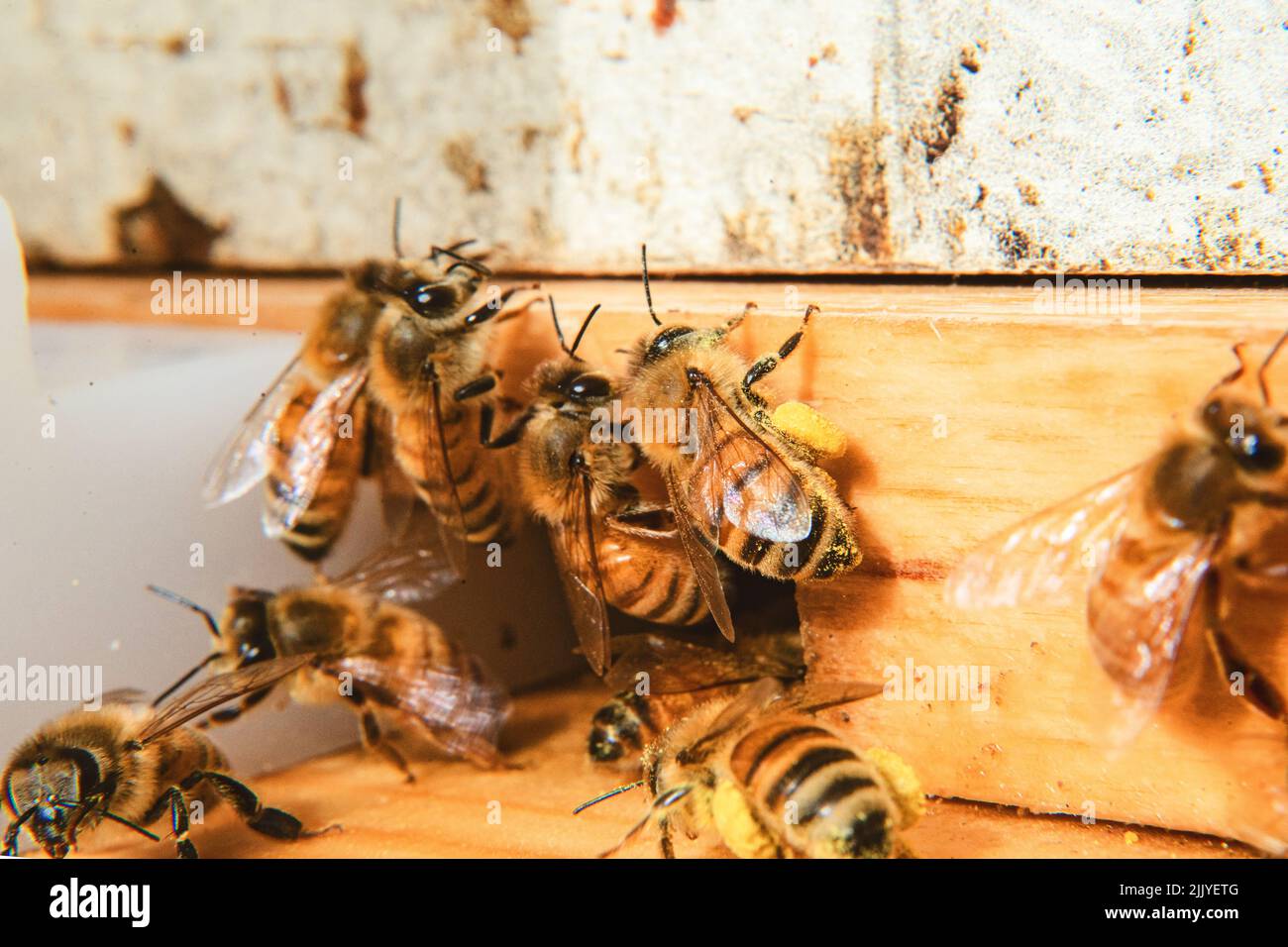 Bees at entrance to hive carrying pollen Stock Photo Alamy