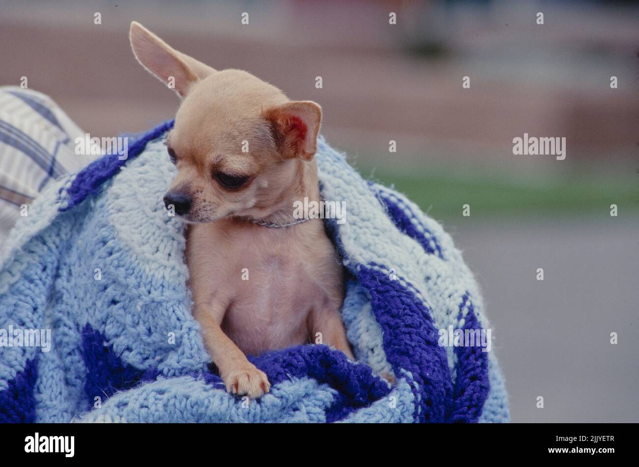 Chihuahua Print Pattern Blanket