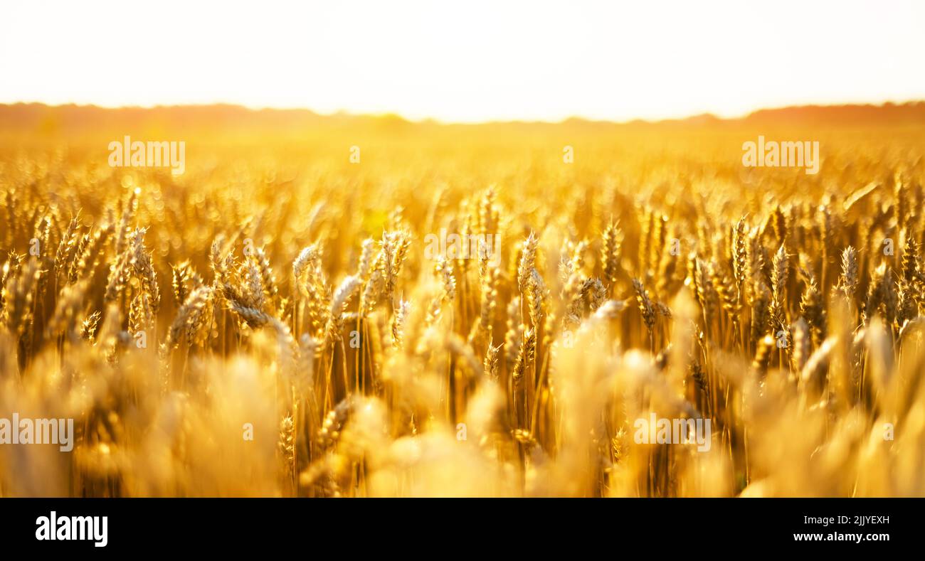 Ripe wheat spikelets on golden field glowing by the orange sunset light. Industrial and nature background. Ukraine, Europe Stock Photo