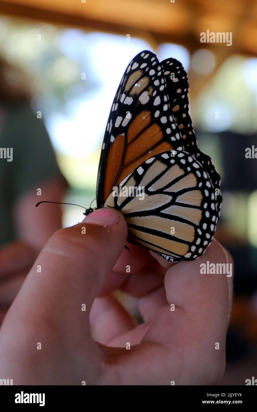 Closeup of a girl's hand holding an endangered monarch butterfly during an educational talk at a park. Stock Photo
