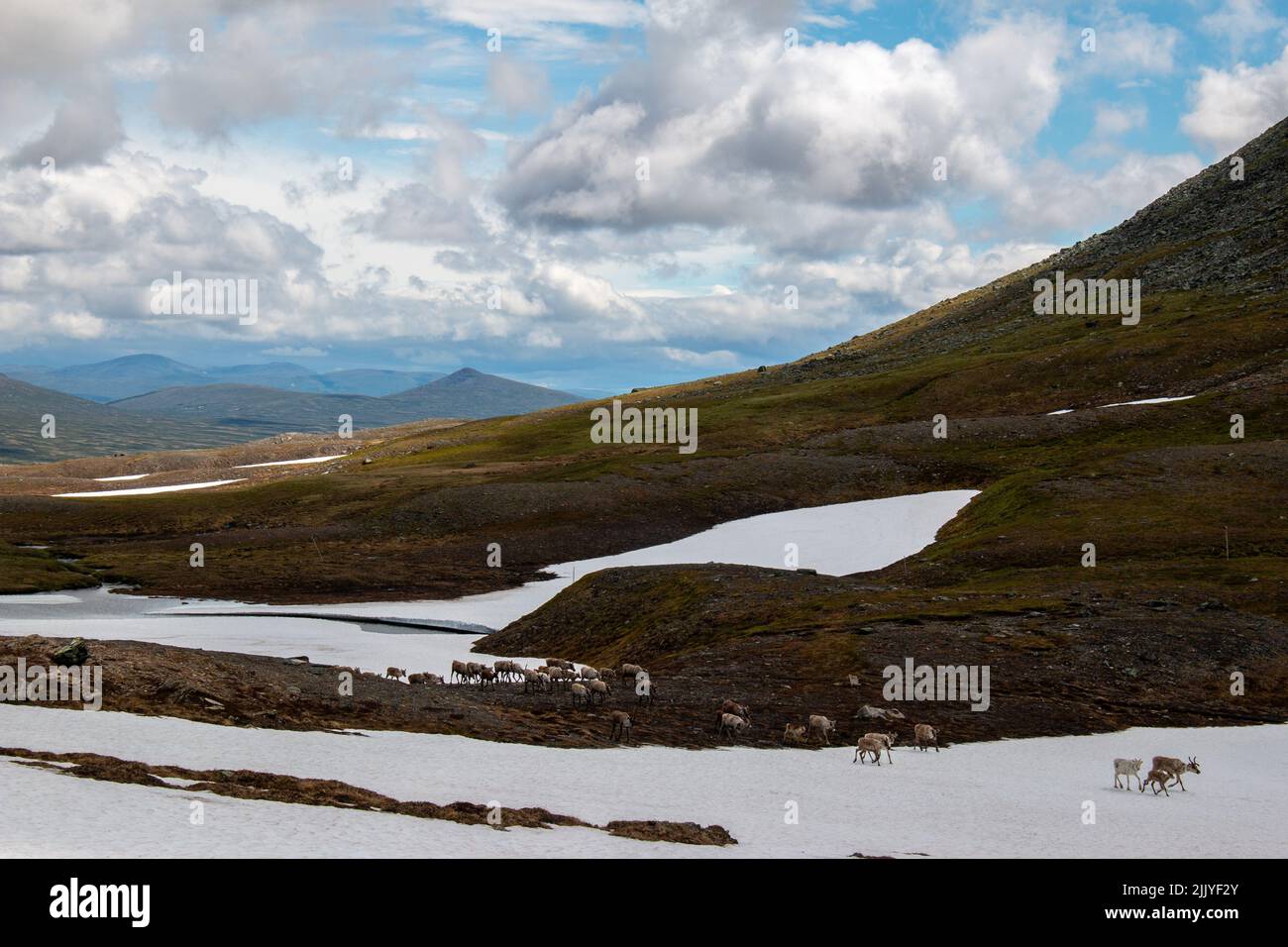 A herd of reindeers crossing snow patches in the mountains between Norwegian Nedalshytta and Swedish Sylarna in early July, Jamtland, Sweden Stock Photo