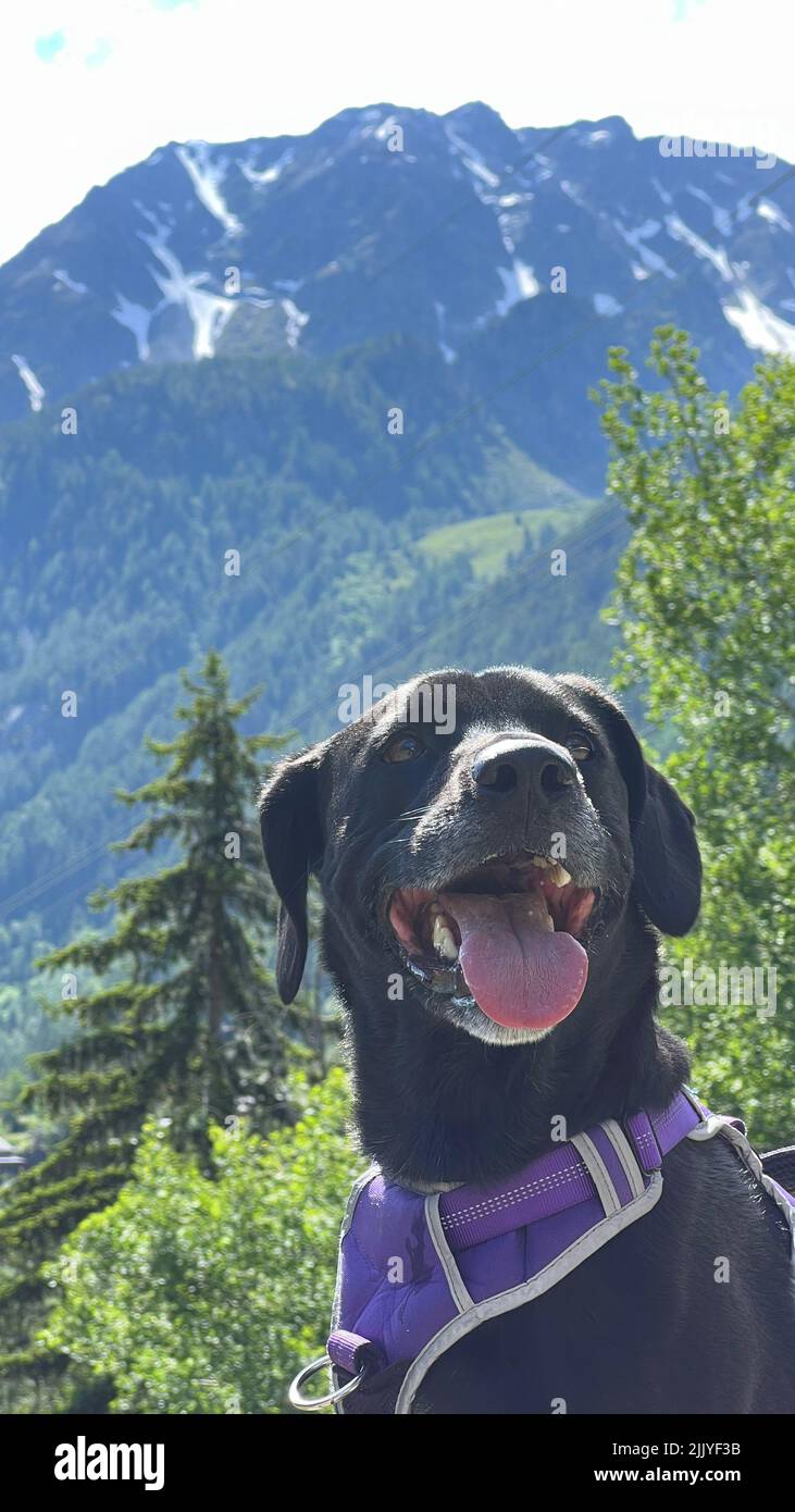 Happy black labrador dog in the mountains Stock Photo - Alamy