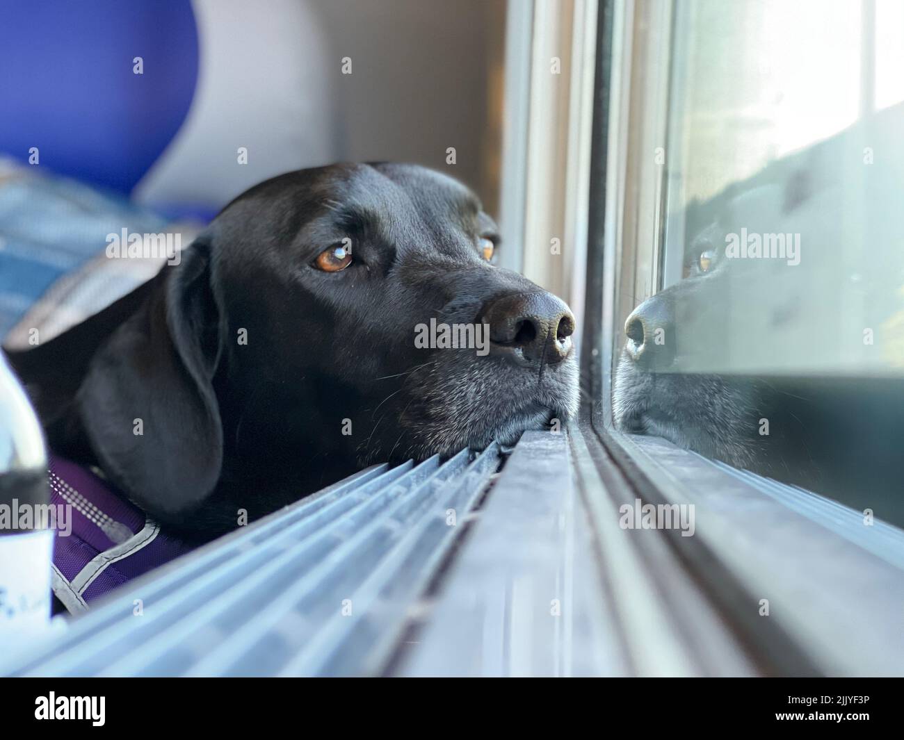 A black labrador looking at the landscape through the window. Stock Photo