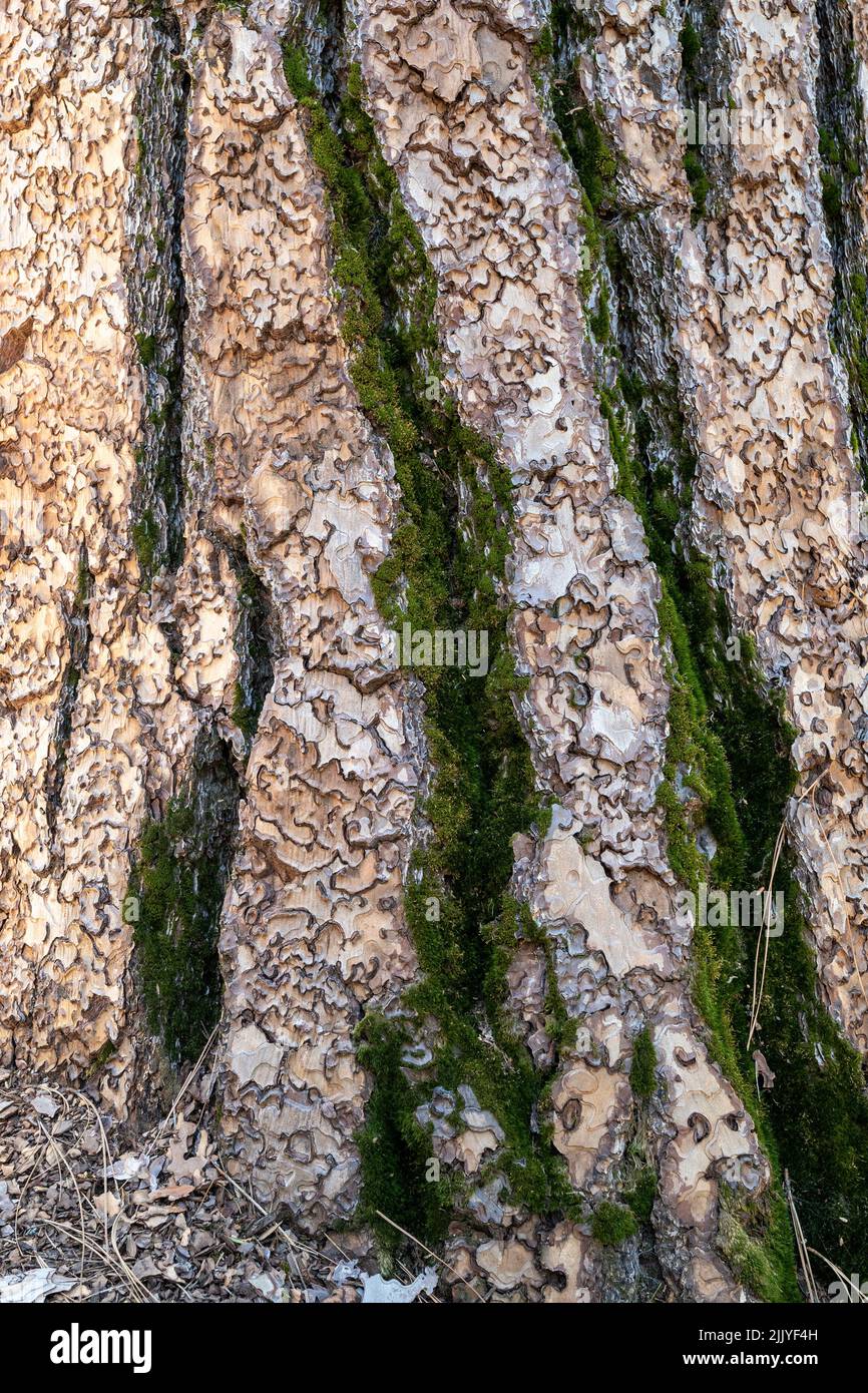 Closeup on the bark of the Ponderosa Pine- Pinus ponderosa and moss- texture or background Stock Photo