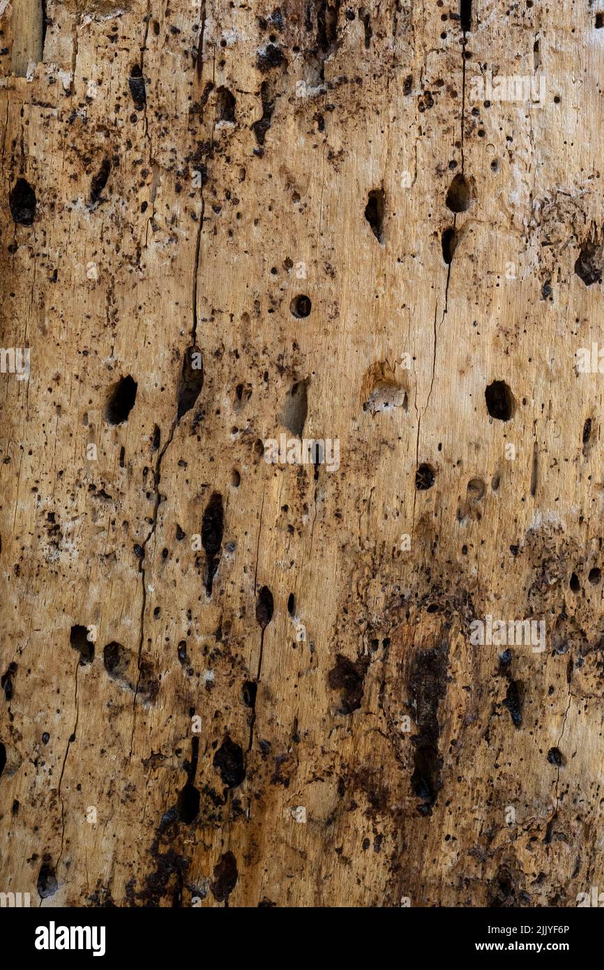 Peeled tree trunk with woodpecker holes, suggesting past infestation with bark beetles Stock Photo