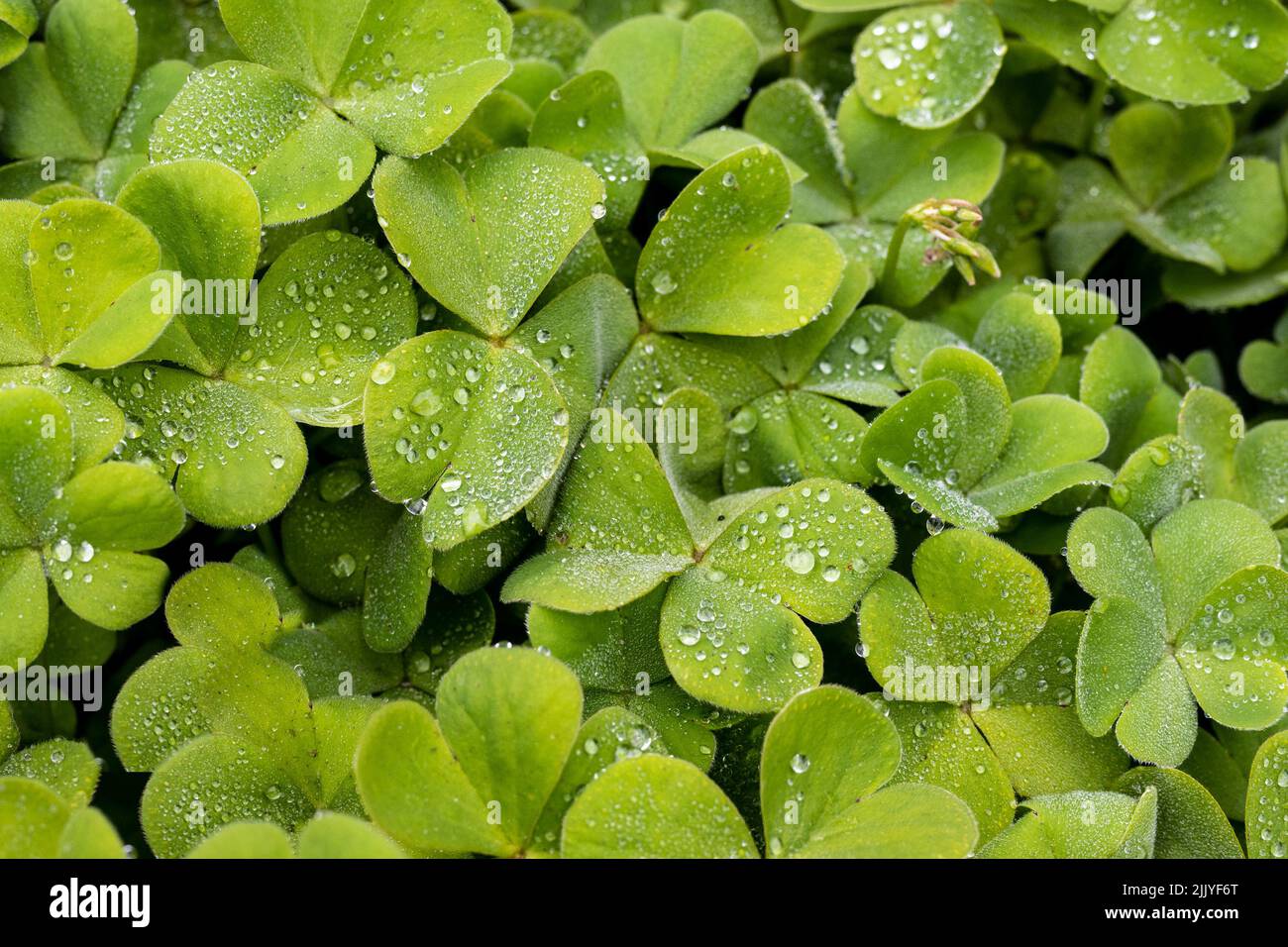 Oxalis flowers leaves, green, in garden, covered with dew- background or backdrop Stock Photo