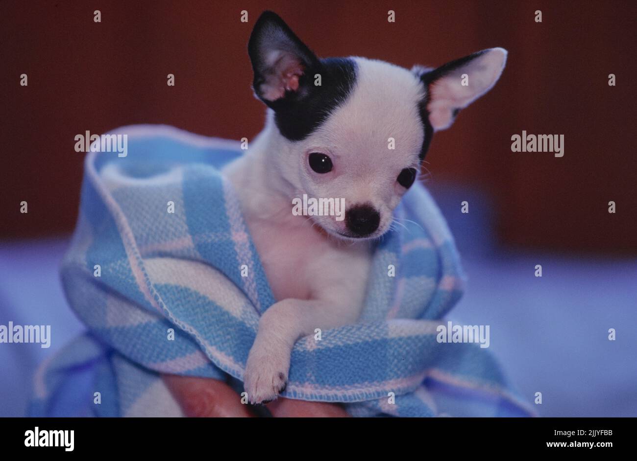 Chihuahua puppy wrapped up in blue and white blanket Stock Photo Alamy