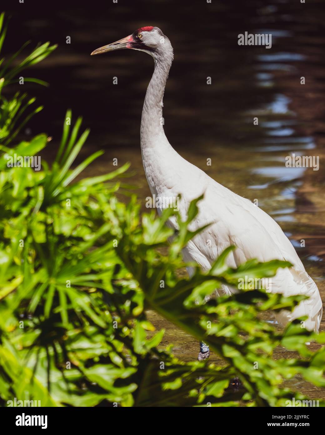 An American Crane bird from behind the plants Stock Photo