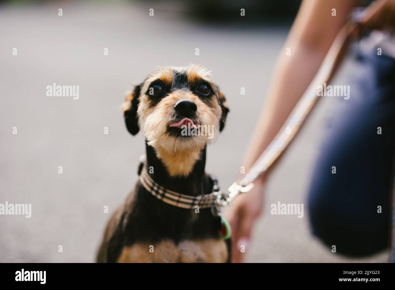 Small brown and black puppy licks nose and is adorable Stock Photo