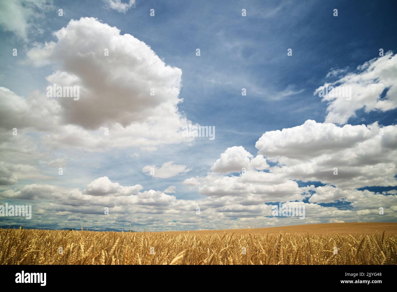 Field of cereal cultivation, during summer, in Aragon, Spain Stock