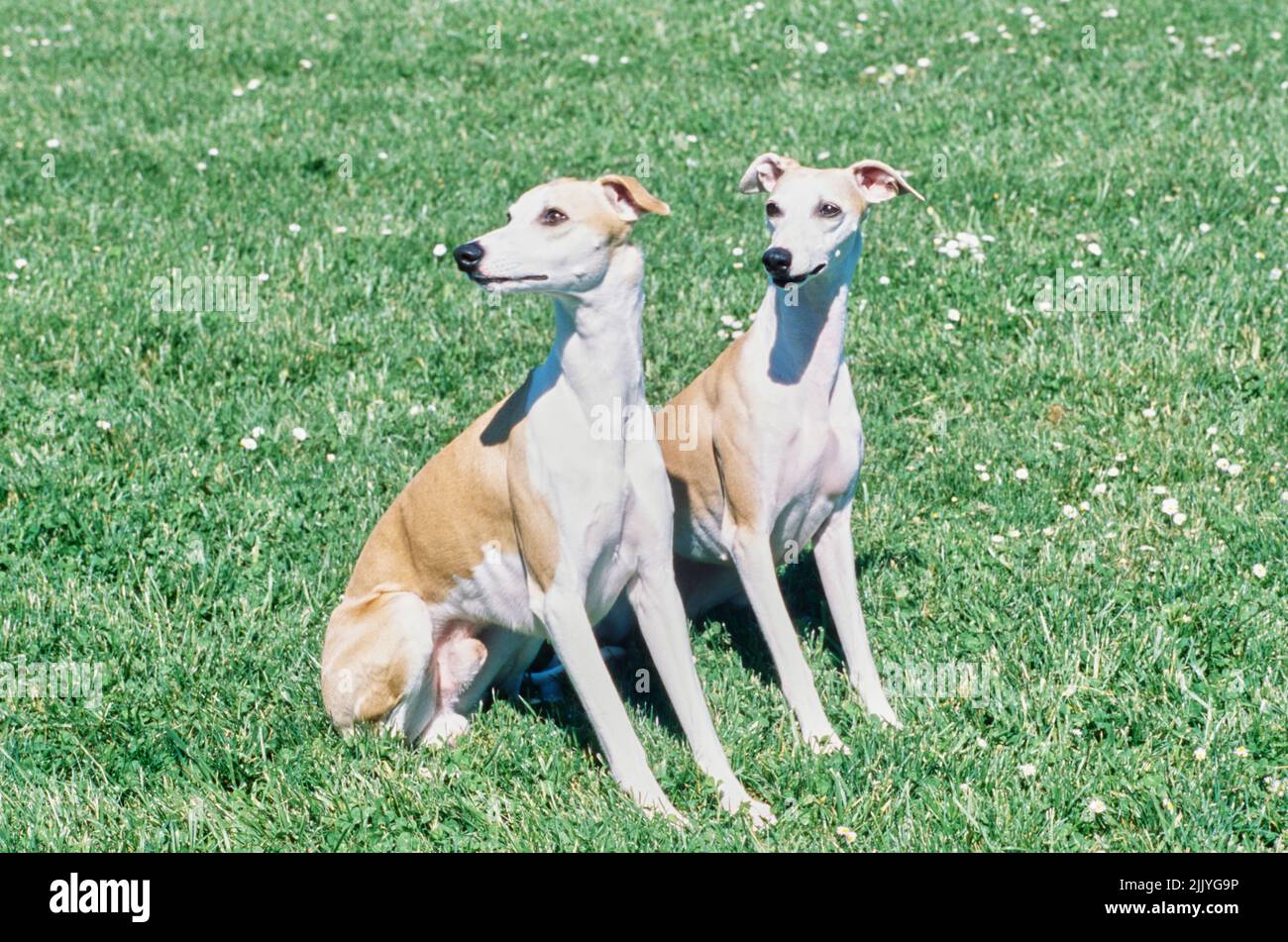 Two whippets sitting in grass outside Stock Photo