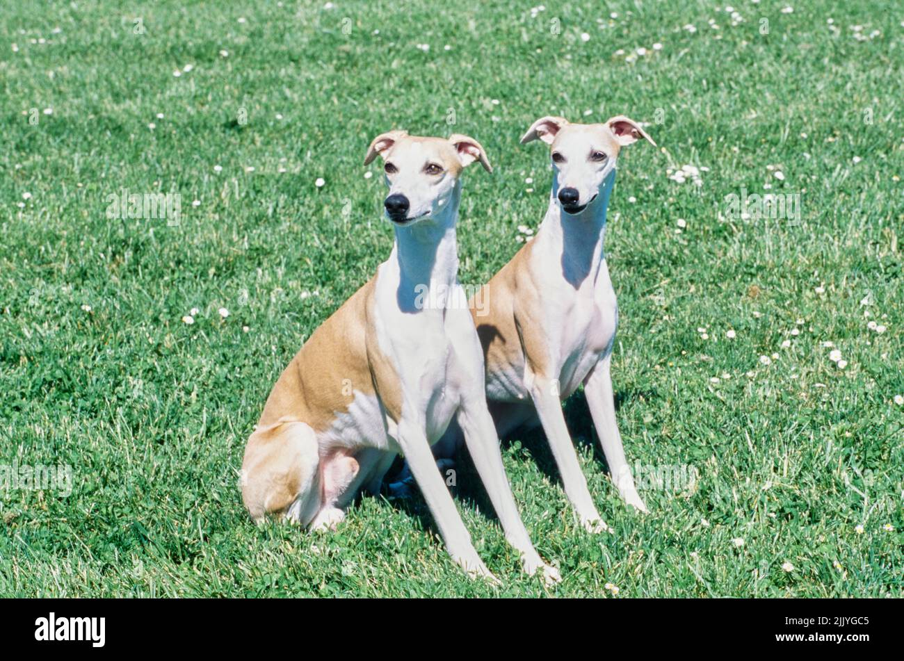 Two whippets sitting in grass outside Stock Photo