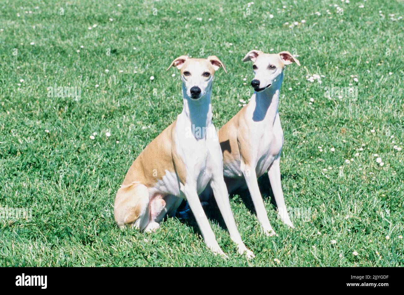 Two whippets sitting in grass outside Stock Photo