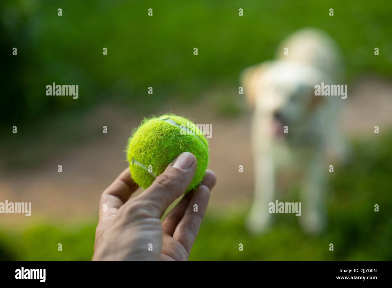Tennis ball and dog. Ball to throw to dog. Green ball in his hand. Stock Photo