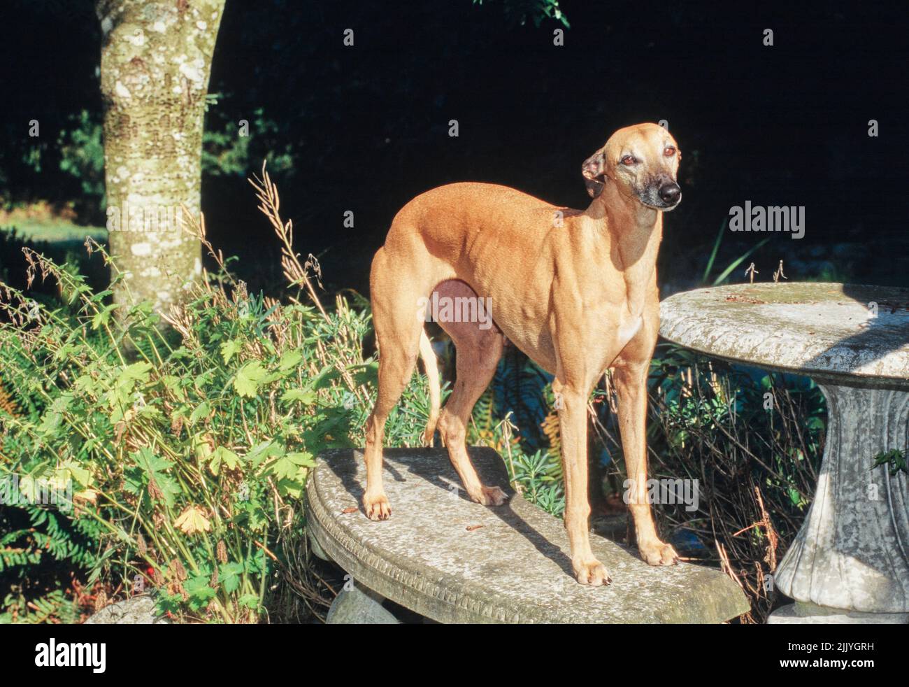 Whippet standing outside on stone bench near table Stock Photo