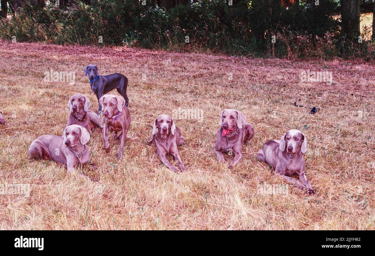 Seven weimaraners in field outside Stock Photo Alamy