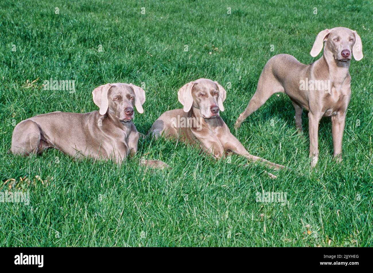 Three weimaraners in grass outside Stock Photo Alamy