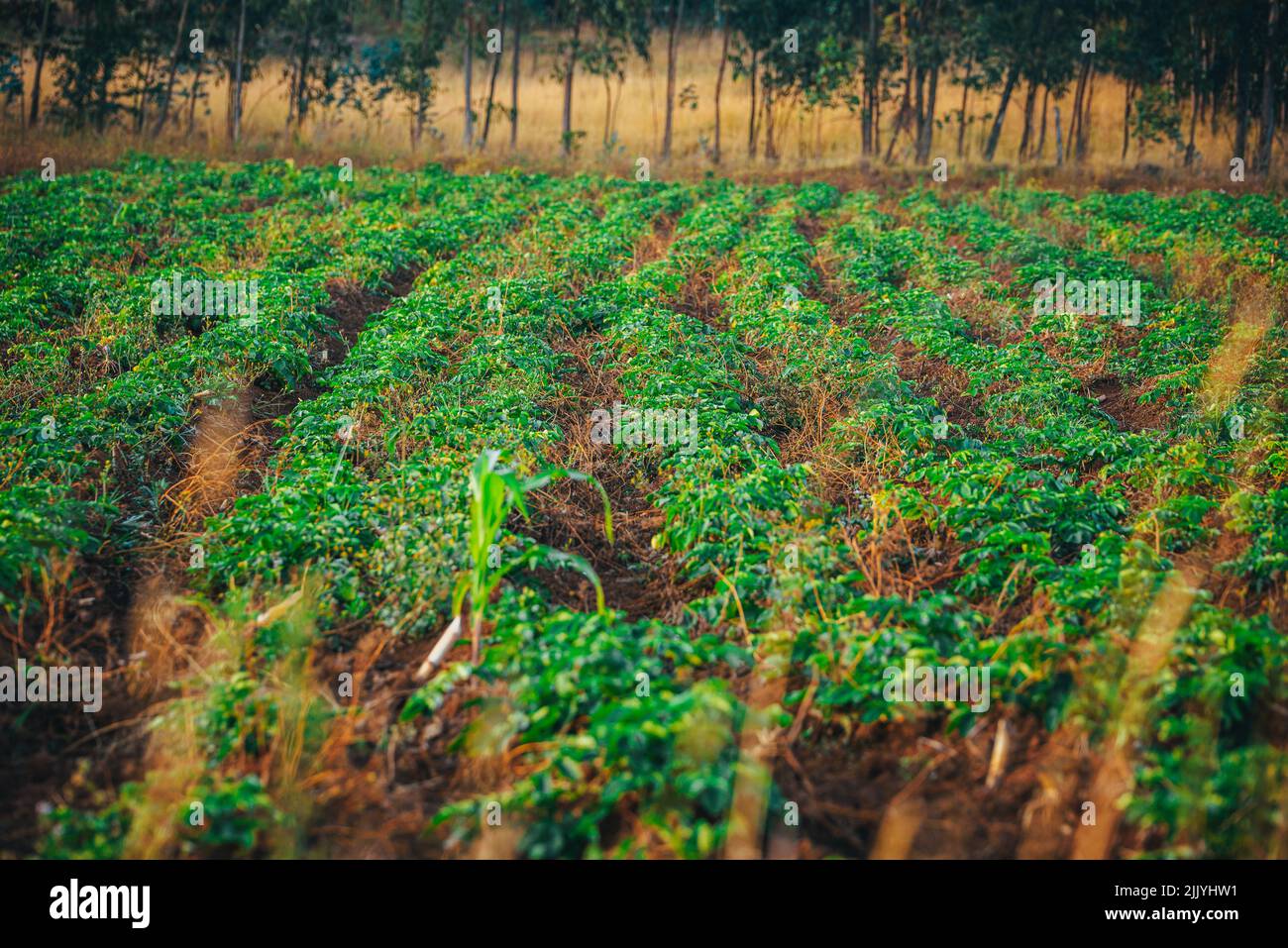 Potatoes in the garden planted in Africa in the city of iten. Farming in Kenya Stock Photo