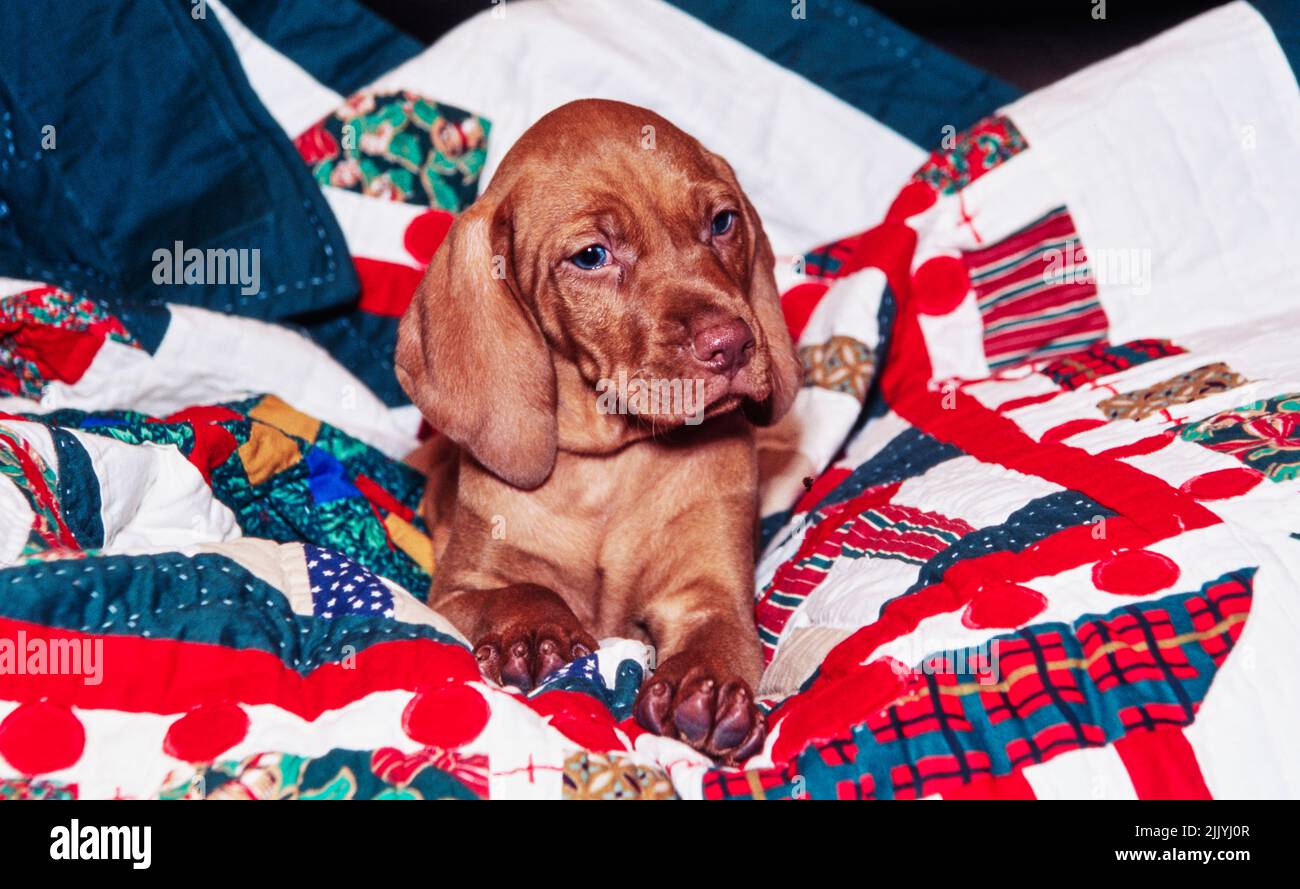 Vizsla puppy laying on quilted blanket Stock Photo