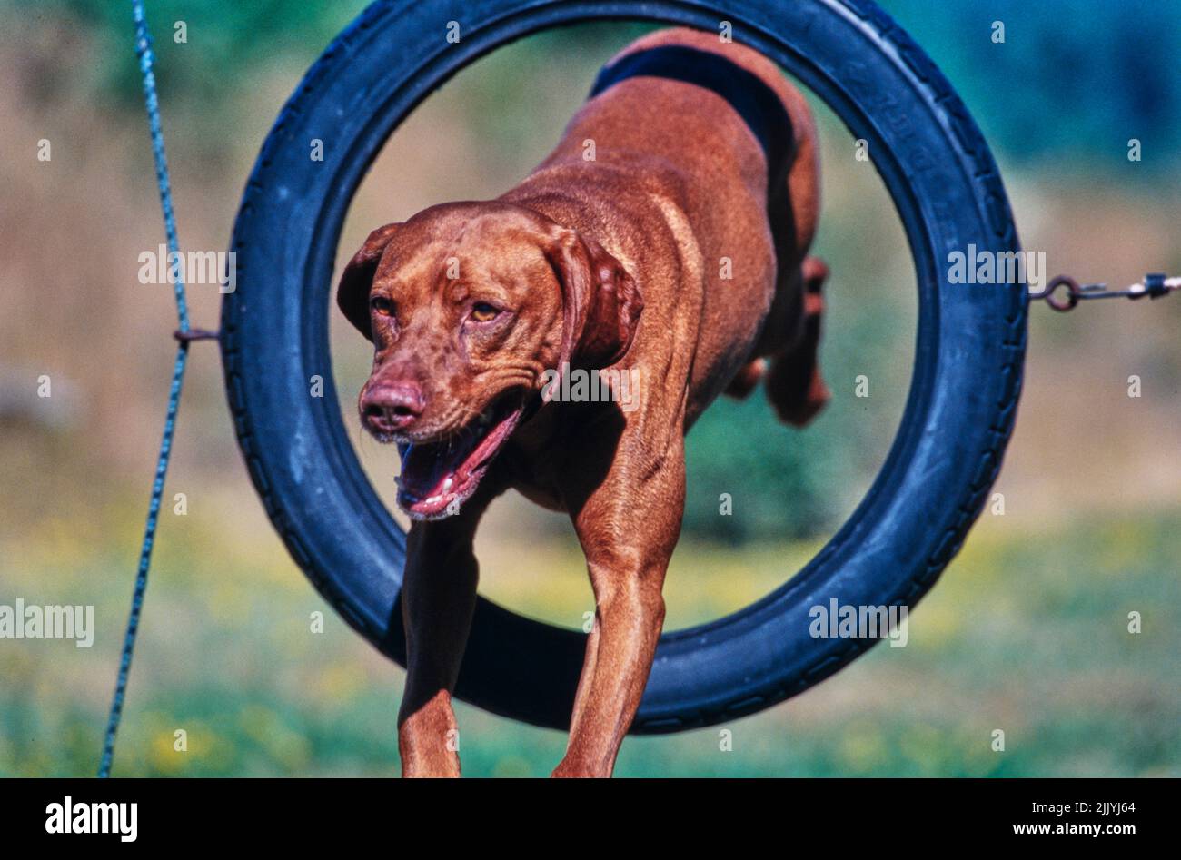 Vizsla jumping through tire on obstacle course outside Stock Photo Alamy