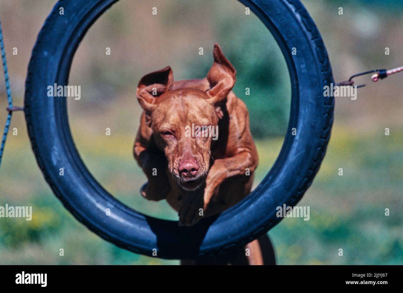 Vizsla jumping through tire on obstacle course outside Stock Photo Alamy