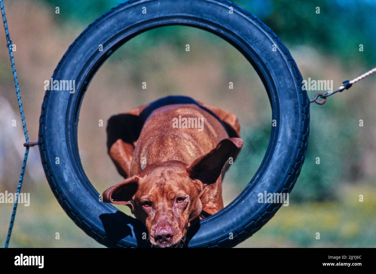 Vizsla jumping through tire on obstacle course outside Stock Photo Alamy
