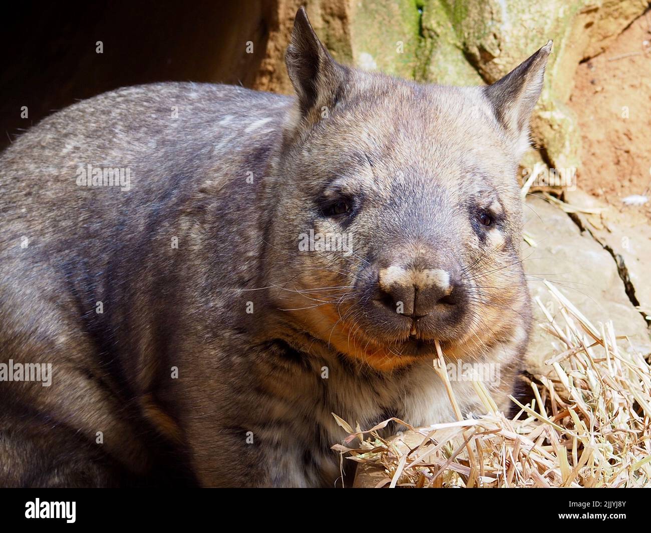 Enchanting attractive Southern Hairy-nosed Wombat in a adorable portrait. Stock Photo