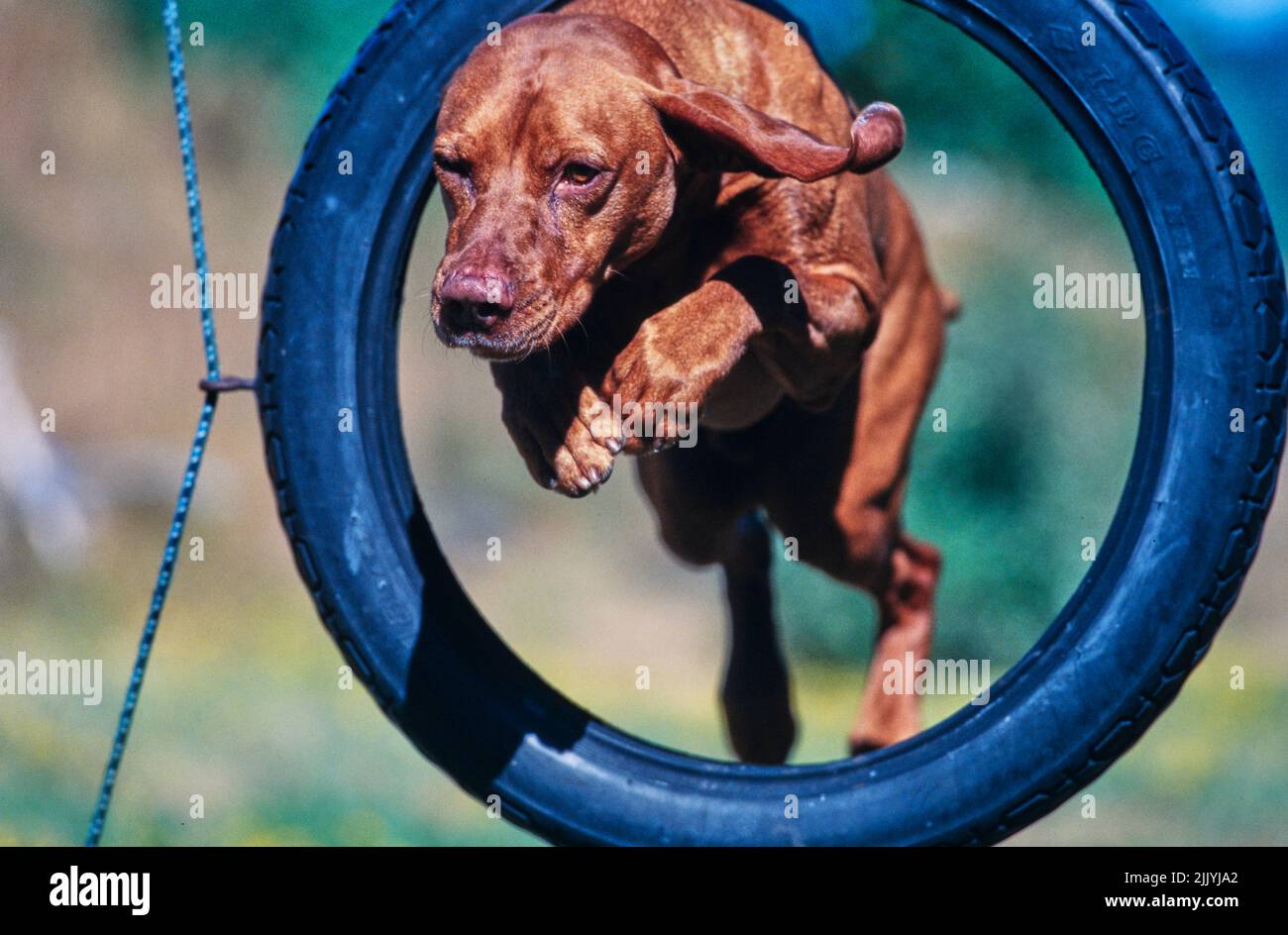 Vizsla jumping through tire on obstacle course outside Stock Photo Alamy
