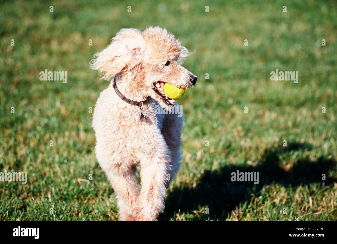 A standard poodle dog in grass Stock Photo - Alamy