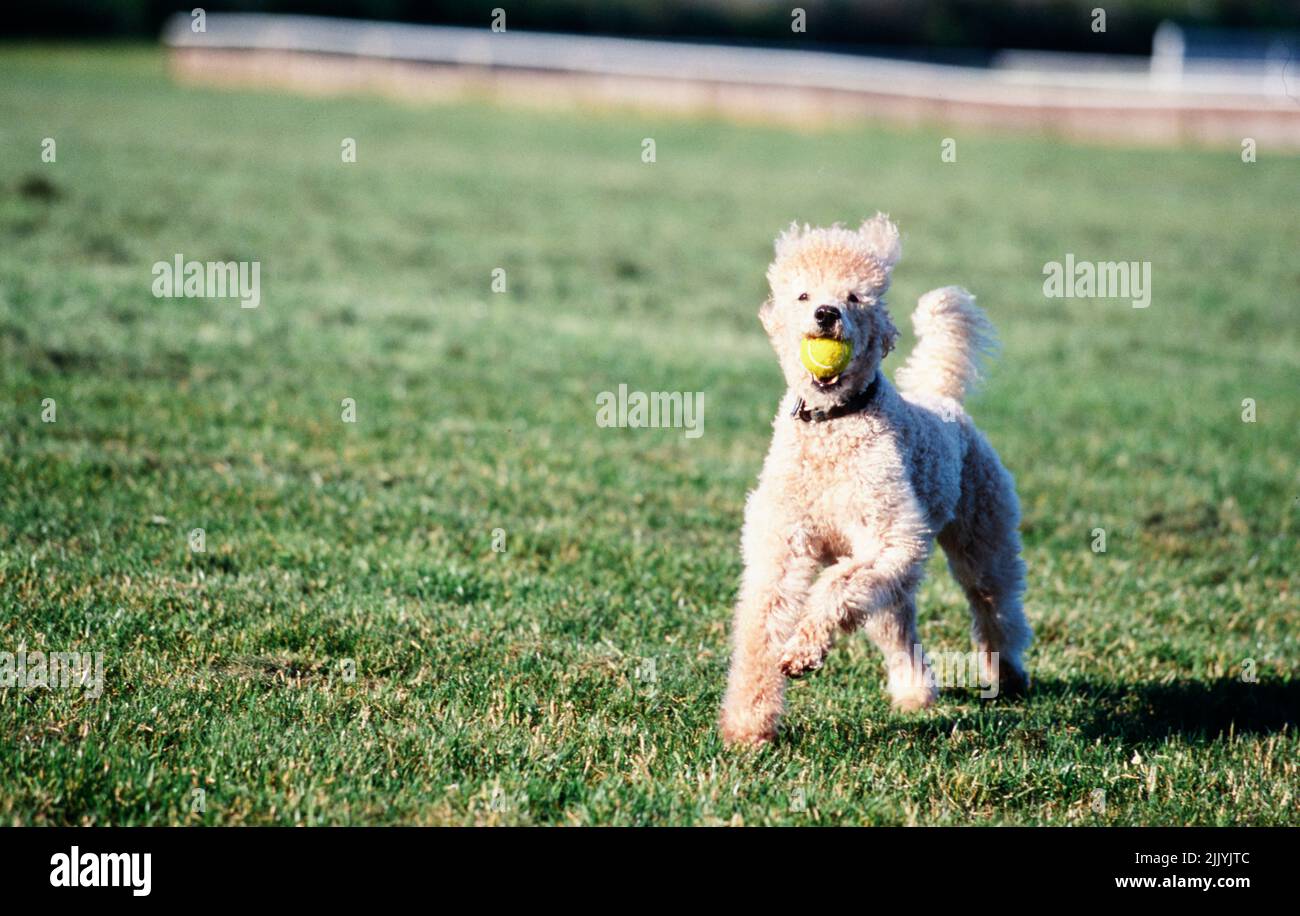A standard poodle dog in grass Stock Photo - Alamy
