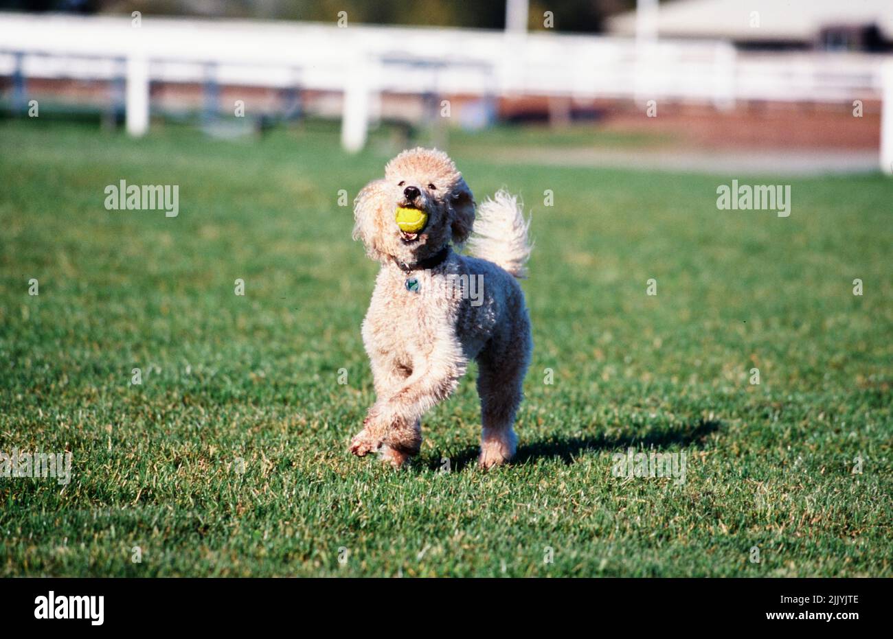 A standard poodle dog in grass Stock Photo - Alamy