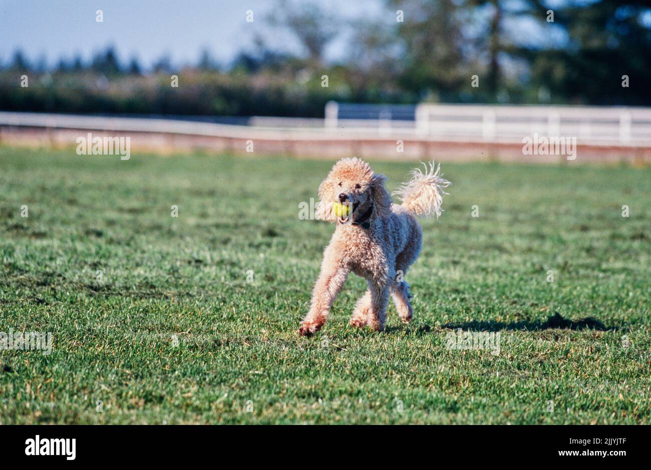 A standard poodle dog in grass Stock Photo - Alamy