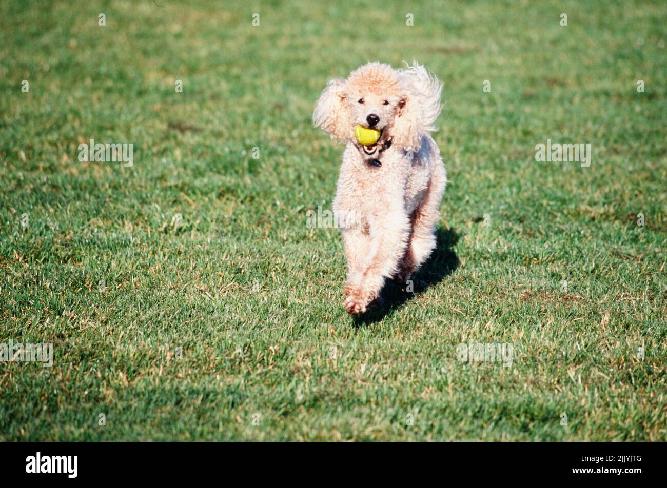 A standard poodle dog in grass Stock Photo - Alamy