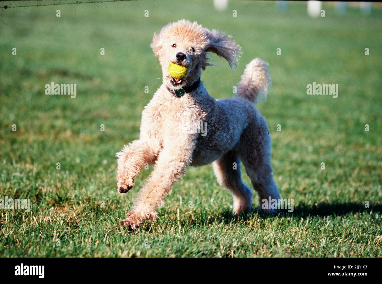 A standard poodle dog in grass Stock Photo - Alamy