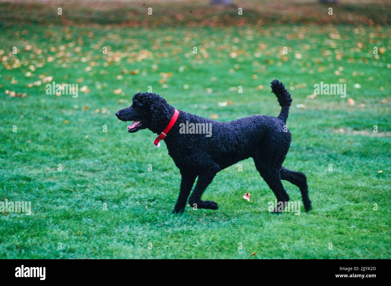 A standard poodle dog in grass Stock Photo - Alamy